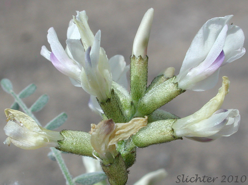 Inflorescence of Curvepod Milk-vetch, Curve-pod Milk-vetch, Medic Milk-vetch, Spiral-pod Milk-vetch, Threadstalk Milkvetch, Threadstalk Milk-vetch: Astragalus speirocarpus