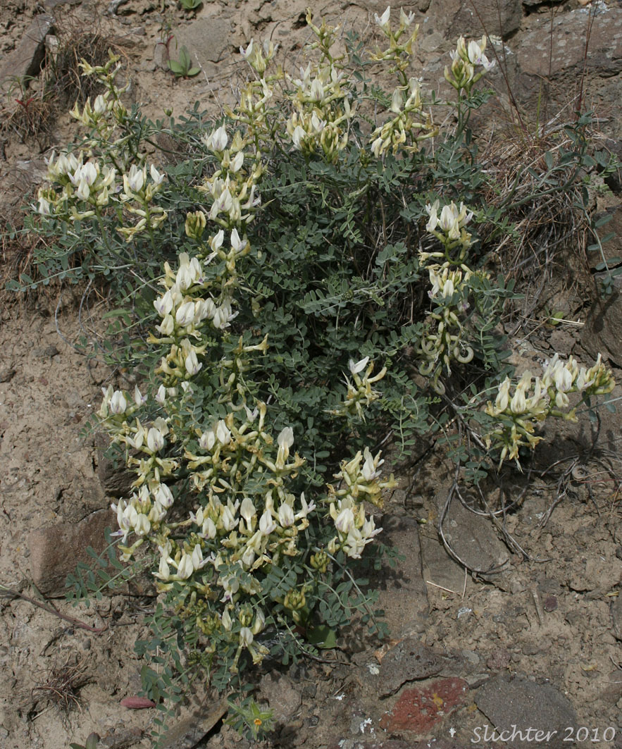 Curvepod Milk-vetch, Curve-pod Milk-vetch, Medic Milk-vetch, Spiral-pod Milk-vetch, Threadstalk Milkvetch, Threadstalk Milk-vetch: Astragalus speirocarpus