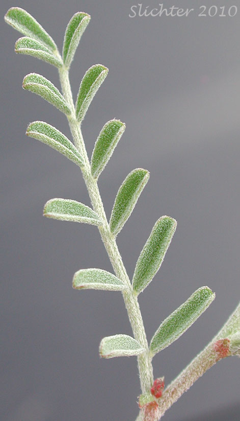 Stem leaf of Curvepod Milk-vetch, Curve-pod Milk-vetch, Medic Milk-vetch, Spiral-pod Milk-vetch, Threadstalk Milkvetch, Threadstalk Milk-vetch: Astragalus speirocarpus