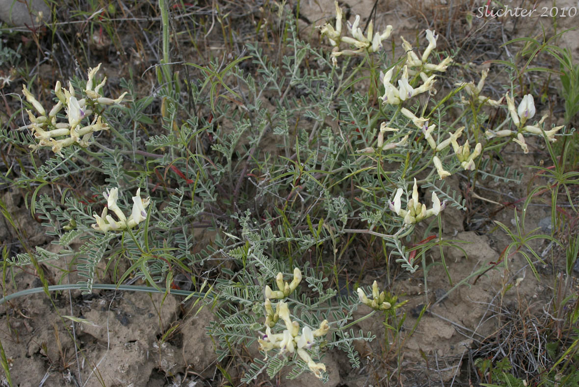 Curvepod Milk-vetch, Curve-pod Milk-vetch, Medic Milk-vetch, Spiral-pod Milk-vetch, Threadstalk Milkvetch, Threadstalk Milk-vetch: Astragalus speirocarpus