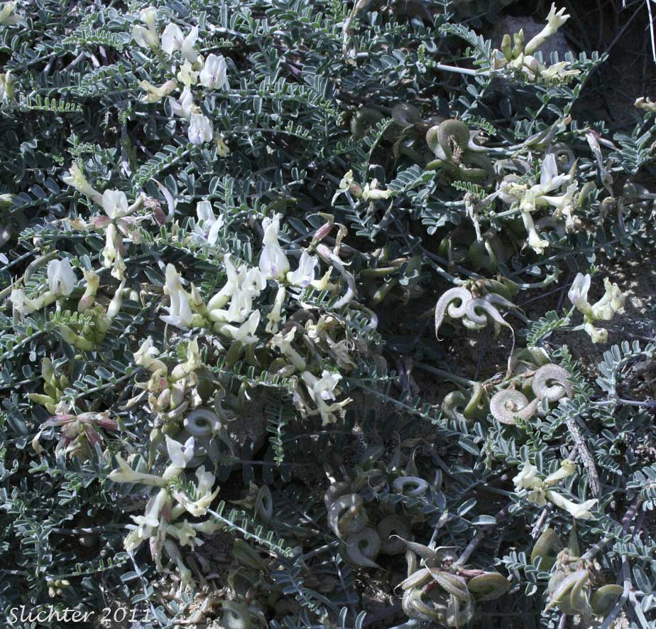 Curvepod Milk-vetch, Curve-pod Milk-vetch, Medic Milk-vetch, Spiral-pod Milk-vetch, Threadstalk Milkvetch, Threadstalk Milk-vetch: Astragalus speirocarpus
