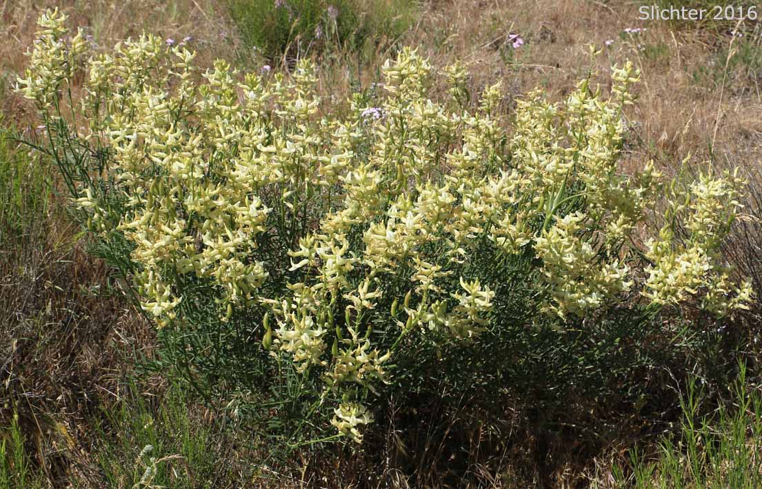 Tweedy's Milkvetch, Tweedy's Milk-vetch: Astragalus tweedyi