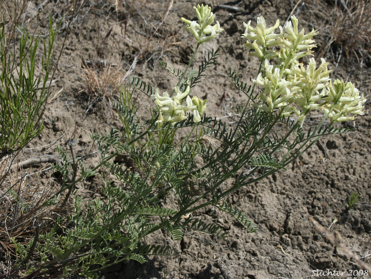 Tweedy's Milkvetch, Tweedy's Milk-vetch: Astragalus tweedyi