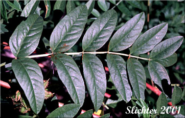 Leaf of American Licorice, Licorice Root, Wild Licorice: Glycyrrhiza lepidota (Synonyms: Glycyrrhiza glutinosa, Glycyrrhiza lepidota var. glutinosa, Glycyrrhiza lepidota var. lepidota)