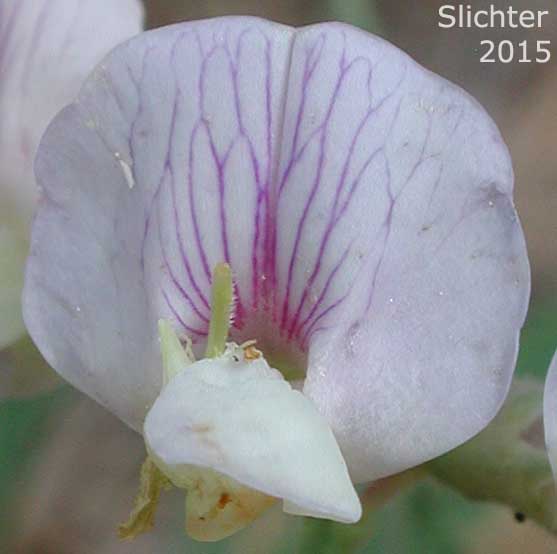 Flower of Dryland Nevada Pea, Nevada Peavine, Pinewoods Peavine, Thick-leaved Peavine: Lathyrus lanszwertii var. aridus (Synonym: Lathyrus lanszwertii ssp. aridus)