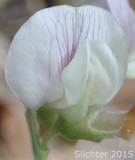 Flower of Dryland Nevada Pea, Nevada Peavine, Pinewoods Peavine, Thick-leaved Peavine: Lathyrus lanszwertii var. aridus (Synonym: Lathyrus lanszwertii ssp. aridus)