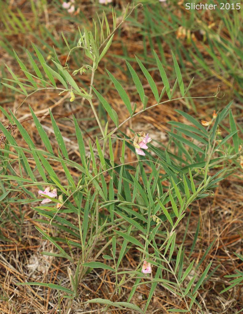 Dryland Nevada Pea, Nevada Peavine, Pinewoods Peavine, Thick-leaved Peavine: Lathyrus lanszwertii var. aridus (Synonym: Lathyrus lanszwertii ssp. aridus)