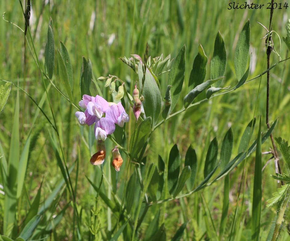 Lanszwert's Pea, Lanszwert's Peavine, Lanszwert's Vetchling, Mountain Pea, Thick-leaved Peavine: Lathyrus lanszwertii var. lanszwertii (Synonym: Lathyrus lanszwertii ssp. lanszwertii)
