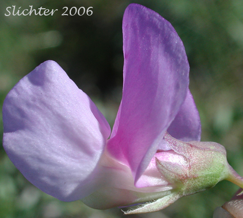Sideview of the flower of Few-flowered Pea, Few-flowered Vetchling, Utah Sweet Pea: Lathyrus pauciflorus var. pauciflorus (Synonyms: Lathyrus pauciflorus ssp. pauciflorus, Lathyrus pauciflorus var. tenuior)
