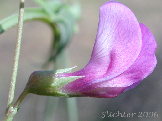 Sideview of the calyx and corolla of Grass Pea, Grass Peavine: Lathyrus sphaericus