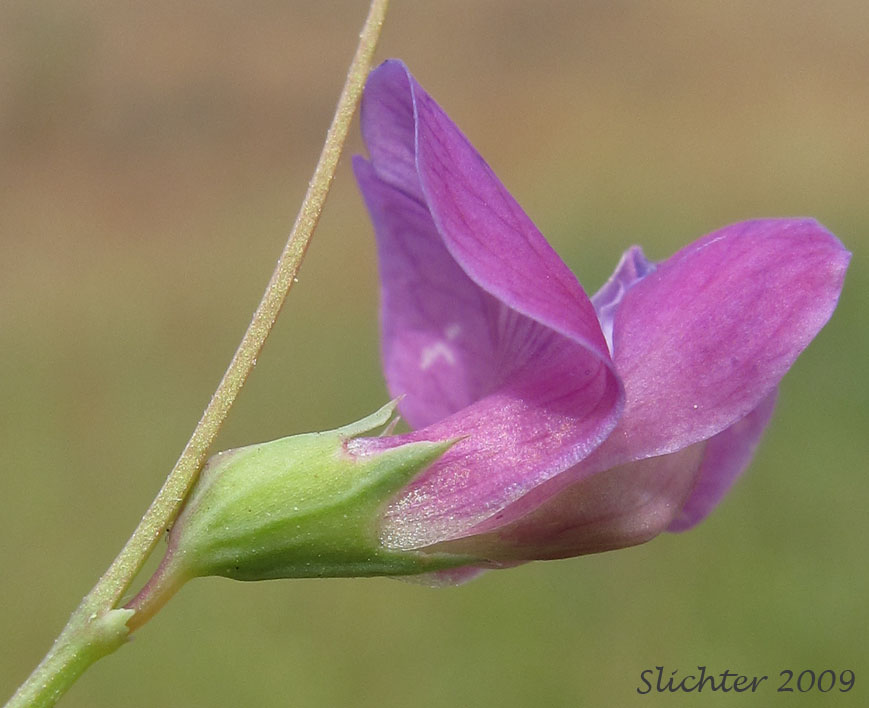 Sideview of the calyx and corolla of Grass Pea, Grass Peavine: Lathyrus sphaericus