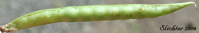 Seed pod of Grass Pea, Grass Peavine: Lathyrus sphaericus