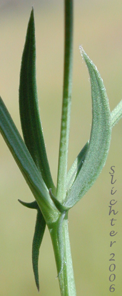 Stipules of Grass Pea, Grass Peavine: Lathyrus sphaericus