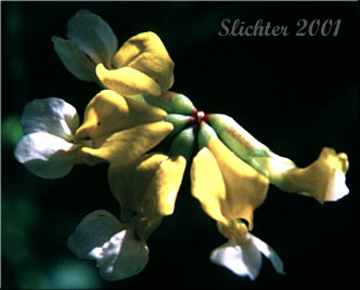 Inflorescence of Meadow Bird's-foot Trefoil, Meadow Deervetch: Lotus pinnatus (Synonyms: Hosackia pinnata, Lotus bicolor)