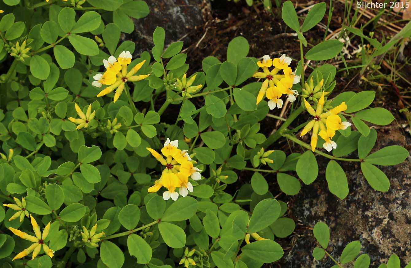 Bog Deervetch, Meadow Bird's-foot Trefoil, Meadow Deervetch: Lotus pinnatus (Synonyms: Hosackia pinnata, Lotus bicolor)