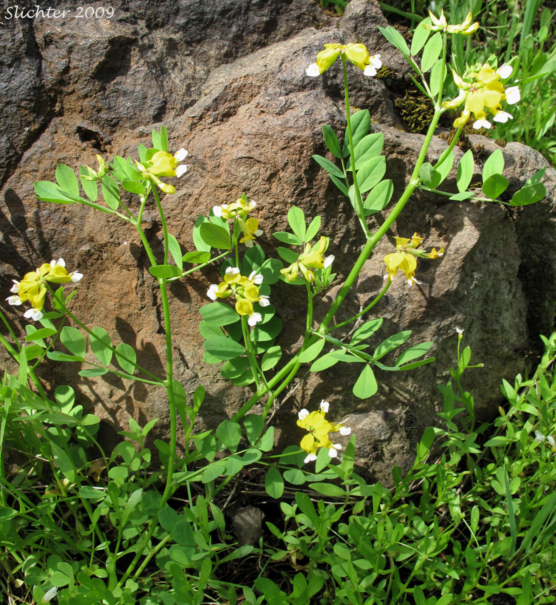 Meadow Bird's-foot Trefoil, Meadow Deervetch: Lotus pinnatus (Synonyms: Hosackia pinnata, Lotus bicolor)