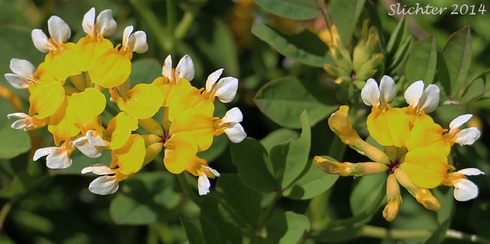 Bog Deervetch, Meadow Bird's-foot Trefoil, Meadow Deervetch: Lotus pinnatus (Synonyms: Hosackia pinnata, Lotus bicolor)