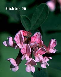 Rosy Birdsfoot Trefoil, Rosy Bird's-foot Trefoil, Thicket Deer Vetch: Hosackia rosea (Synonyms: Lotus aboriginus, Lotus crassifolius var. subglaber, Lotus stipularis, Lotus stipularis var. subglaber)