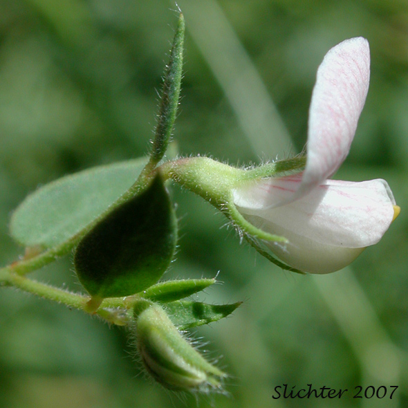 Flower of American Bird's-foot Trefoil, Pursh's Lotus, Spanish-clover: Acmispon americanus var. americanus (Synonyms: Hosackia americana, Lotus americanus, Lotus purshiana, Lotus purshianus var. glaber, Lotus purshiana var. purshiana, Lotus unifoliolatus var. unifoliolatus)