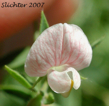 Flower of American Bird's-foot Trefoil, Pursh's Lotus, Spanish-clover: Acmispon americanus var. americanus (Synonyms: Hosackia americana, Lotus americanus, Lotus purshiana, Lotus purshianus var. glaber, Lotus purshiana var. purshiana, Lotus unifoliolatus var. unifoliolatus)