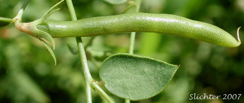 Long, slender fruit of American Bird's-foot Trefoil, Pursh's Lotus, Spanish-clover: Acmispon americanus var. americanus (Synonyms: Hosackia americana, Lotus americanus, Lotus purshiana, Lotus purshianus var. glaber, Lotus purshiana var. purshiana, Lotus unifoliolatus var. unifoliolatus)