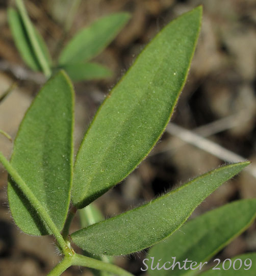 Leaf of American Bird's-foot Trefoil, Pursh's Lotus, Spanish-clover: Acmispon americanus var. americanus (Synonyms: Hosackia americana, Lotus americanus, Lotus purshiana, Lotus purshianus var. glaber, Lotus purshiana var. purshiana, Lotus unifoliolatus var. unifoliolatus)