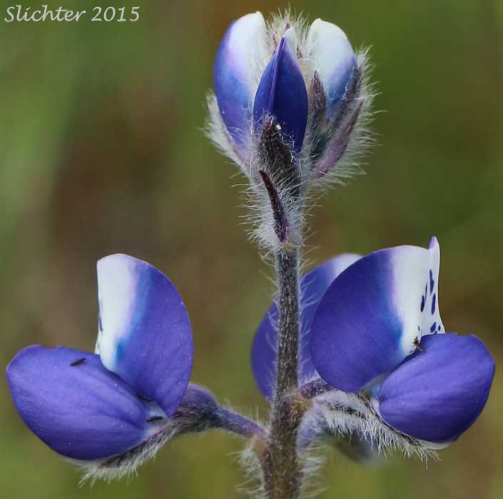 Inflorescence of Bicolored Lupine, Miniature Lupine, Two-color Lupine: Lupinus bicolor ssp. bicolor (Synonyms: Lupinus bicolor ssp. bicolor, Lupinus bicolor var. bicolor, Lupinus bicolor ssp. microphyllus, Lupinus bicolor var. microphyllus, Lupinus bicolor ssp. tridentatus, Lupinus bicolor var. tridentatus, Lupinus nanus var. apricus, Lupinus vallicola ssp. apricus)