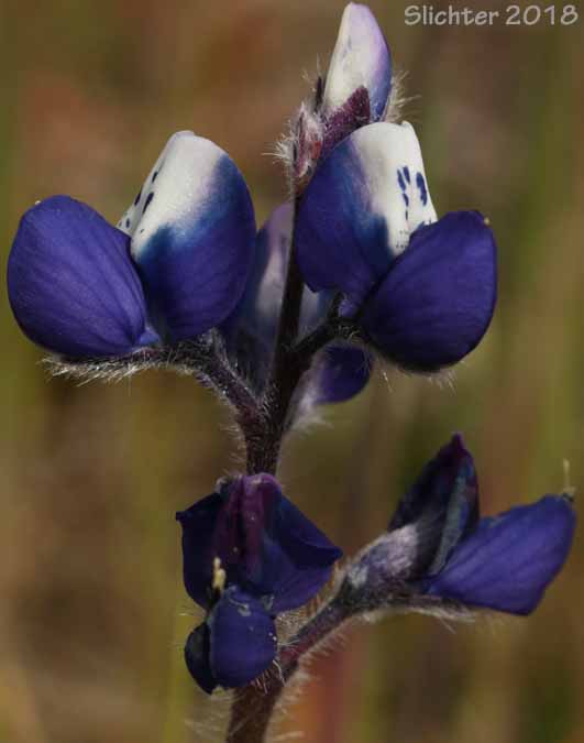 Bicolored Lupine, Miniature Lupine, Two-color Lupine: Lupinus bicolor ssp. bicolor (Synonyms: Lupinus bicolor ssp. bicolor, Lupinus bicolor var. bicolor, Lupinus bicolor ssp. microphyllus, Lupinus bicolor var. microphyllus, Lupinus bicolor ssp. tridentatus, Lupinus bicolor var. tridentatus, Lupinus nanus var. apricus, Lupinus vallicola ssp. apricus)