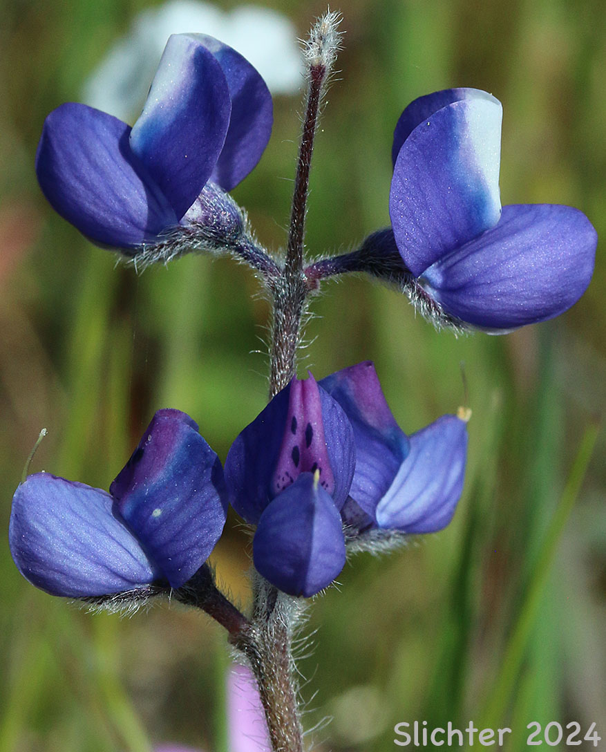 Inflorescence of Bicolored Lupine, Miniature Lupine, Two-color Lupine: Lupinus bicolor ssp. bicolor (Synonyms: Lupinus bicolor ssp. bicolor, Lupinus bicolor var. bicolor, Lupinus bicolor ssp. microphyllus, Lupinus bicolor var. microphyllus, Lupinus bicolor ssp. tridentatus, Lupinus bicolor var. tridentatus, Lupinus nanus var. apricus, Lupinus vallicola ssp. apricus)