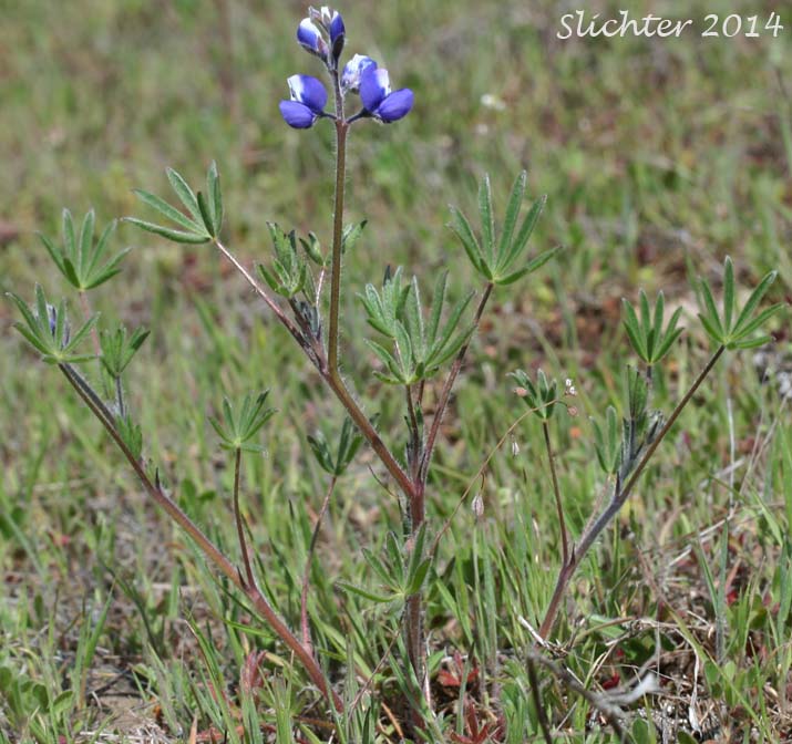 Bicolored Lupine, Miniature Lupine, Two-color Lupine: Lupinus bicolor ssp. bicolor (Synonyms: Lupinus bicolor ssp. bicolor, Lupinus bicolor var. bicolor, Lupinus bicolor ssp. microphyllus, Lupinus bicolor var. microphyllus, Lupinus bicolor ssp. tridentatus, Lupinus bicolor var. tridentatus, Lupinus nanus var. apricus, Lupinus vallicola ssp. apricus)