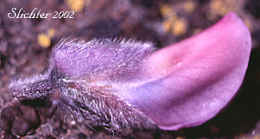 Calyx of Kellogg's Spurred Lupine, Tailcup Lupine: Lupinus argenteus var. heteranthus (Synonyms: Lupinus caudatus, Lupinus caucatus var. caudatus, Lupinus hendersonii)