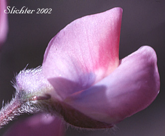 Sideview of a flower of Kellogg's Spurred Lupine, Tailcup Lupine: Lupinus argenteus var. heteranthus (Synonyms: Lupinus caudatus, Lupinus caucatus var. caudatus, Lupinus hendersonii)