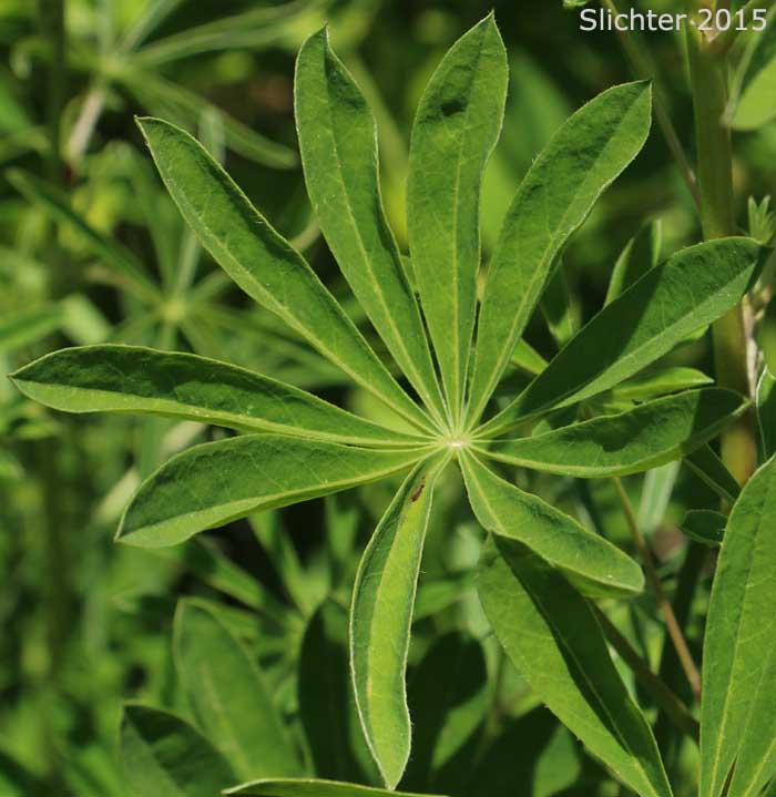 Palmately compound leaf of Broadleaf Lupine, Broad-leaved Lupine, Common Broad-leaf Lupine: Lupinus latifolius var. latifolius (Synonyms: Lupinus alpicola, Lupinus latifolius var. columbianus, Lupinus latifolius ssp. latifolius, Lupinus latifolius var. ligulatus, Lupinus latifolius var. longipes)