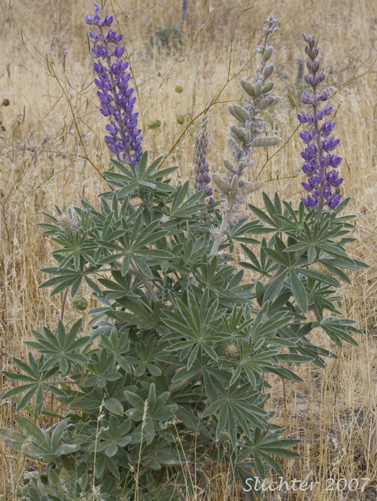 Silky Lupine or Hybrid Lupine ?: Lupinus leucophyllus or Lupinus leucophyllus X sericeus ?
