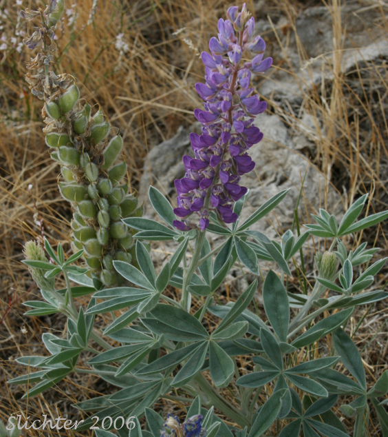 Hybrid Lupine (Lupinus leucophyllus X sericeus)