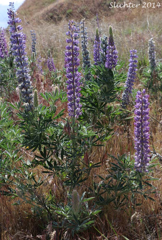 Hybrid Lupine (Lupinus leucophyllus X sericeus)