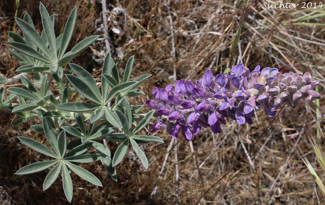 Hybrid Lupine (Lupinus leucophyllus X sericeus)