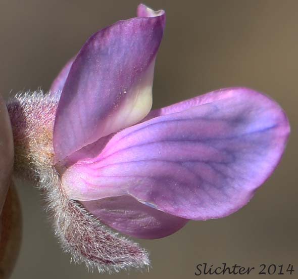 Flower of Hybrid Lupine (Lupinus leucophyllus X sericeus)