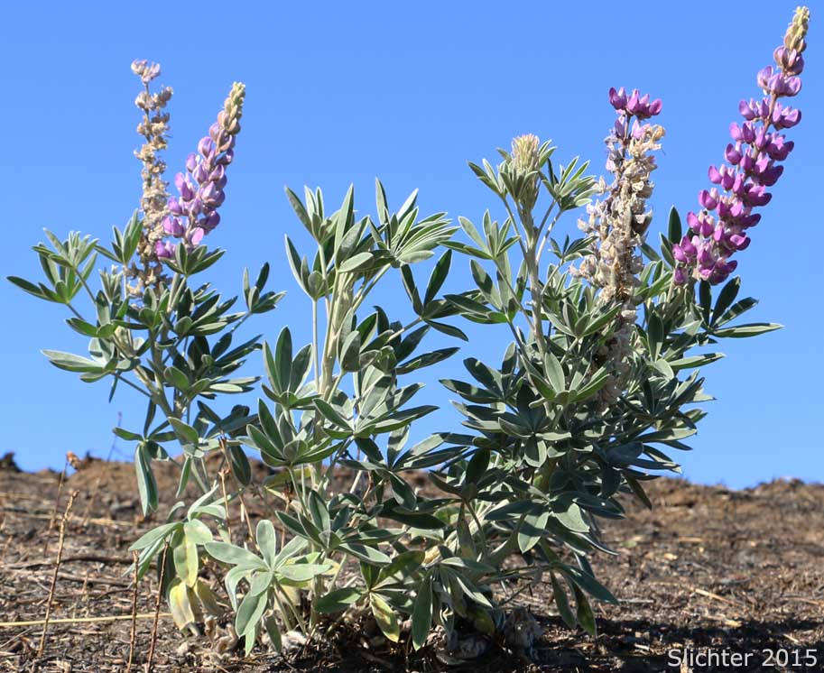 Hybrid Lupine (Lupinus leucophyllus X sericeus)