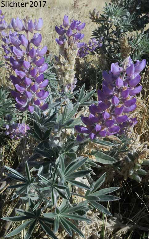 Velvet Lupine, Woolly-leaved Lupine: Lupinus leucophyllus (Synonyms: Lupinus leucophyllus var. belliae, Lupinus leucophyllus var. canescens, Lupinus leucophyllus ssp. erectus, Lupinus leucophyllus var. leucophyllus, Lupinus leucophyllus ssp. leucophyllus, Lupinus leucophyllus var. tenuispicus)
