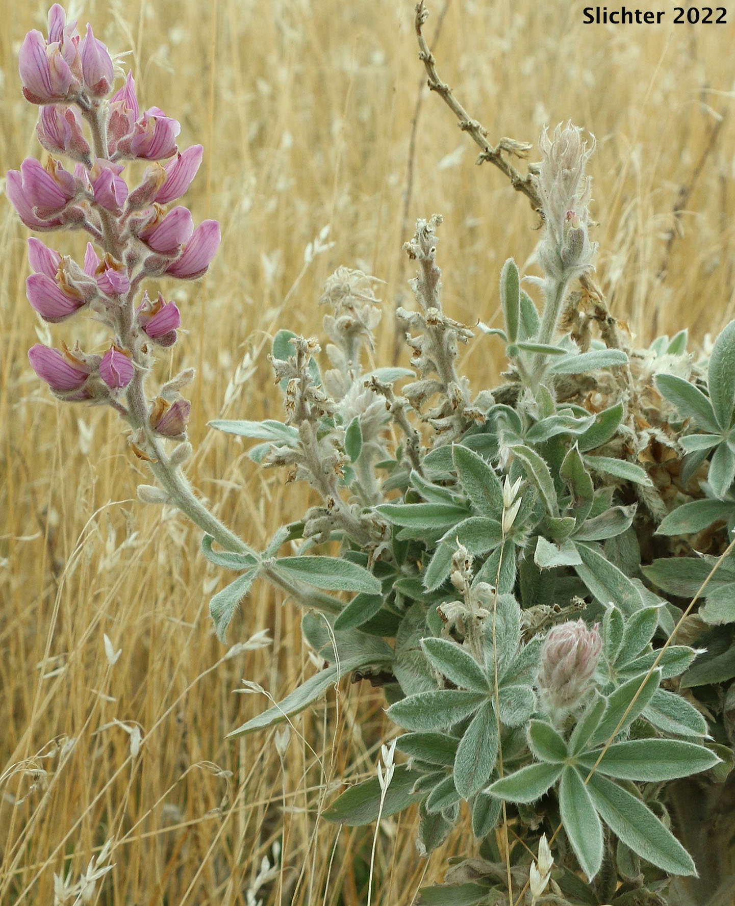 Velvet Lupine, White-leaved Lupine, Wooly-leaved Lupine, Poison Lupine: Lupinus leucophyllus (Synonyms: Lupinus canescens, Lupinus cyaneus, Lupinus enodatus, Lupinus forslingii, Lupinus holosericeus var. amblyophyllus, Lupinus leucophyllus var. belliae, Lupinus leucophyllus var. canescens, Lupinus leucophyllus ssp. erectus, Lupinus leucophyllus ssp. leucophyllus, Lupinus leucophyllus ssp. leucophyllus var. canescens, Lupinus leucophyllus ssp. leucophyllus var. leucophyllus, Lupinus leucophyllus var. leucophyllus, Lupinus leucophyllus var. plumosus, Lupinus leucophyllus var. retrorsus, Lupinus leucophyllus var. tenuispicus, Lupinus macrostachys, Lupinus plumosus, Lupinus retrorsus)