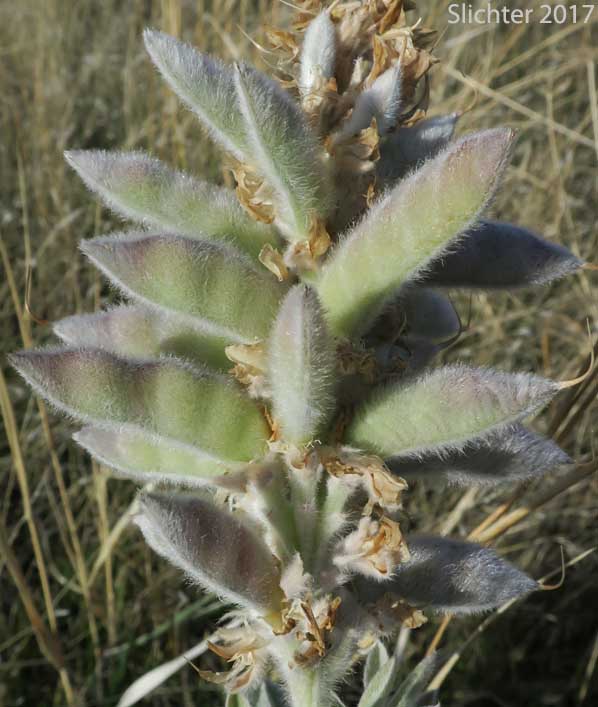 Velvet Lupine, Woolly-leaved Lupine: Lupinus leucophyllus (Synonyms: Lupinus leucophyllus var. belliae, Lupinus leucophyllus var. canescens, Lupinus leucophyllus ssp. erectus, Lupinus leucophyllus var. leucophyllus, Lupinus leucophyllus ssp. leucophyllus, Lupinus leucophyllus var. tenuispicus)