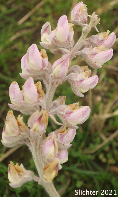 Velvet Lupine, Woolly-leaved Lupine: Lupinus leucophyllus (Synonyms: Lupinus leucophyllus var. belliae, Lupinus leucophyllus var. canescens, Lupinus leucophyllus ssp. erectus, Lupinus leucophyllus var. leucophyllus, Lupinus leucophyllus ssp. leucophyllus, Lupinus leucophyllus var. tenuispicus)
