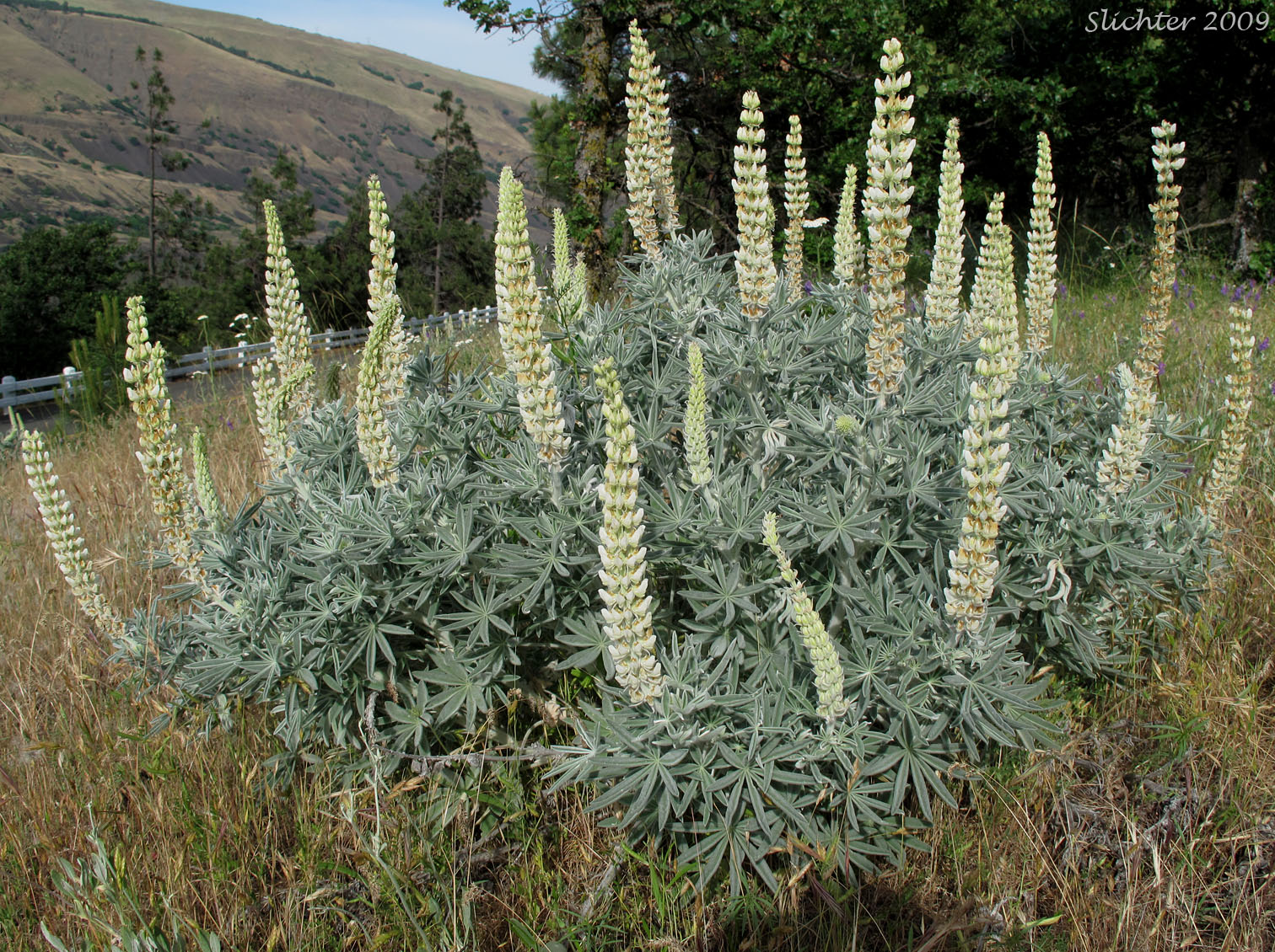 Velvet Lupine, Woolly-leaved Lupine: Lupinus leucophyllus (Synonyms: Lupinus leucophyllus var. belliae, Lupinus leucophyllus var. canescens, Lupinus leucophyllus ssp. erectus, Lupinus leucophyllus var. leucophyllus, Lupinus leucophyllus ssp. leucophyllus, Lupinus leucophyllus var. tenuispicus)