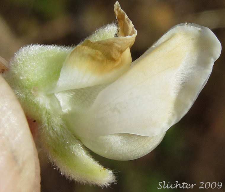 Flower of Velvet Lupine, Woolly-leaved Lupine: Lupinus leucophyllus (Synonyms: Lupinus leucophyllus var. belliae, Lupinus leucophyllus var. canescens, Lupinus leucophyllus ssp. erectus, Lupinus leucophyllus var. leucophyllus, Lupinus leucophyllus ssp. leucophyllus, Lupinus leucophyllus var. tenuispicus)