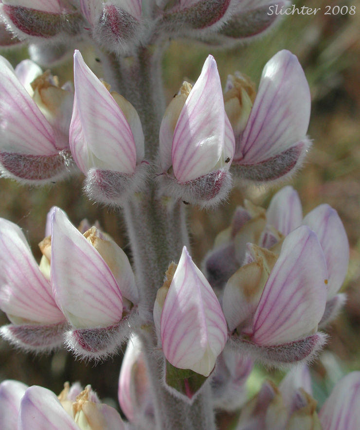 Flowers of Velvet Lupine, Woolly-leaved Lupine: Lupinus leucophyllus (Synonyms: Lupinus leucophyllus var. belliae, Lupinus leucophyllus var. canescens, Lupinus leucophyllus ssp. erectus, Lupinus leucophyllus var. leucophyllus, Lupinus leucophyllus ssp. leucophyllus, Lupinus leucophyllus var. tenuispicus)
