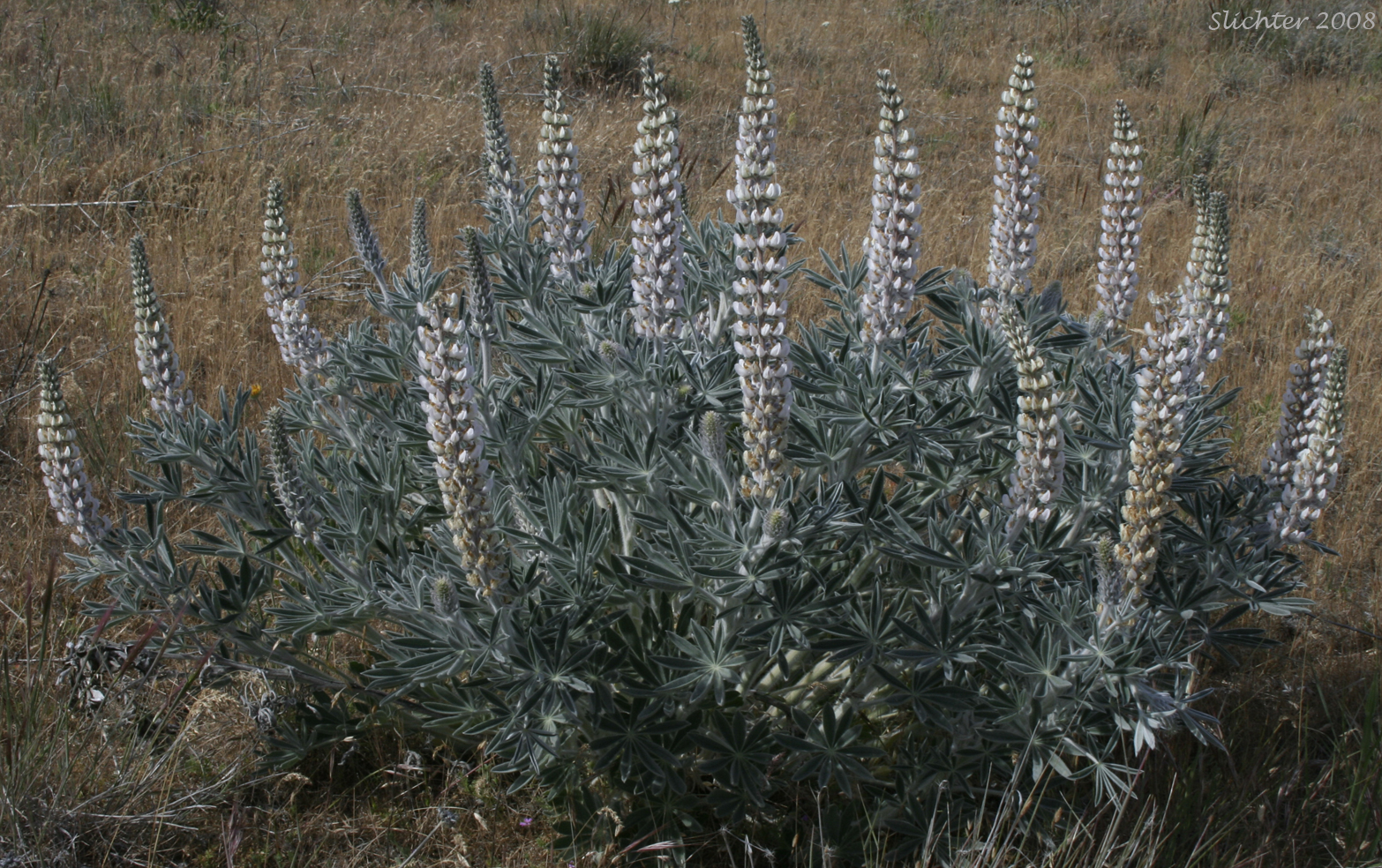 Velvet Lupine, Woolly-leaved Lupine: Lupinus leucophyllus (Synonyms: Lupinus leucophyllus var. belliae, Lupinus leucophyllus var. canescens, Lupinus leucophyllus ssp. erectus, Lupinus leucophyllus var. leucophyllus, Lupinus leucophyllus ssp. leucophyllus, Lupinus leucophyllus var. tenuispicus);