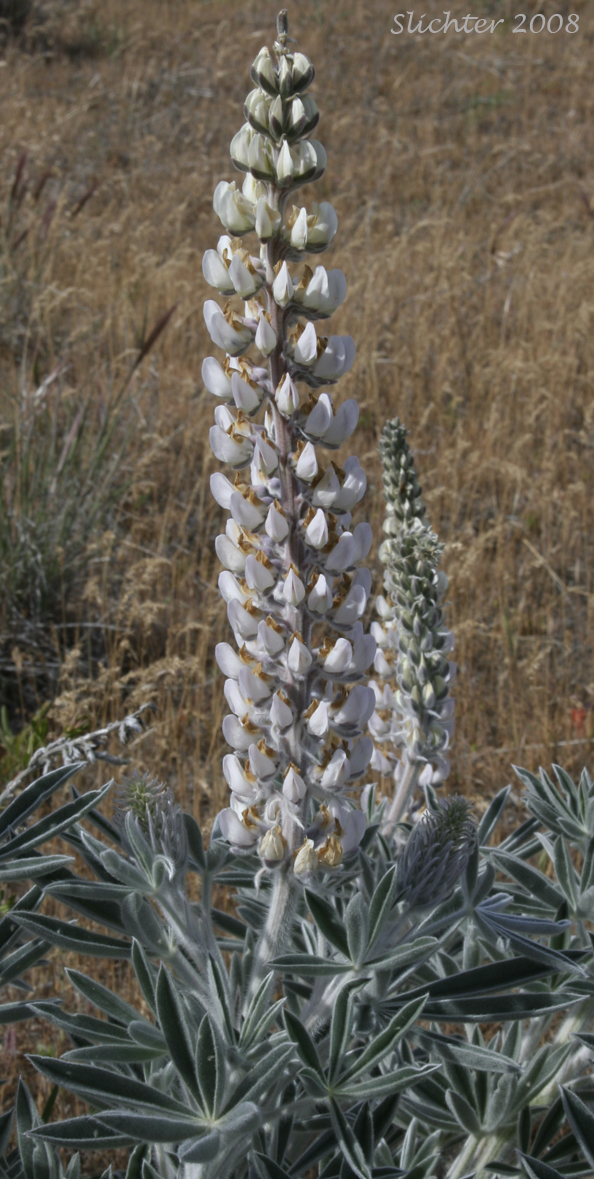 Velvet Lupine, Woolly-leaved Lupine: Lupinus leucophyllus (Synonyms: Lupinus leucophyllus var. belliae, Lupinus leucophyllus var. canescens, Lupinus leucophyllus ssp. erectus, Lupinus leucophyllus var. leucophyllus, Lupinus leucophyllus ssp. leucophyllus, Lupinus leucophyllus var. tenuispicus)