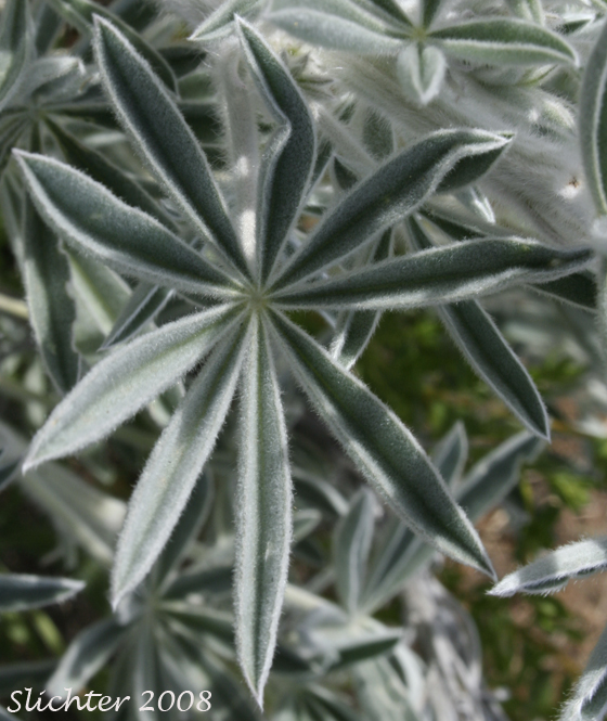 Leaf of Velvet Lupine, Woolly-leaved Lupine: Lupinus leucophyllus (Synonyms: Lupinus leucophyllus var. belliae, Lupinus leucophyllus var. canescens, Lupinus leucophyllus ssp. erectus, Lupinus leucophyllus var. leucophyllus, Lupinus leucophyllus ssp. leucophyllus, Lupinus leucophyllus var. tenuispicus)