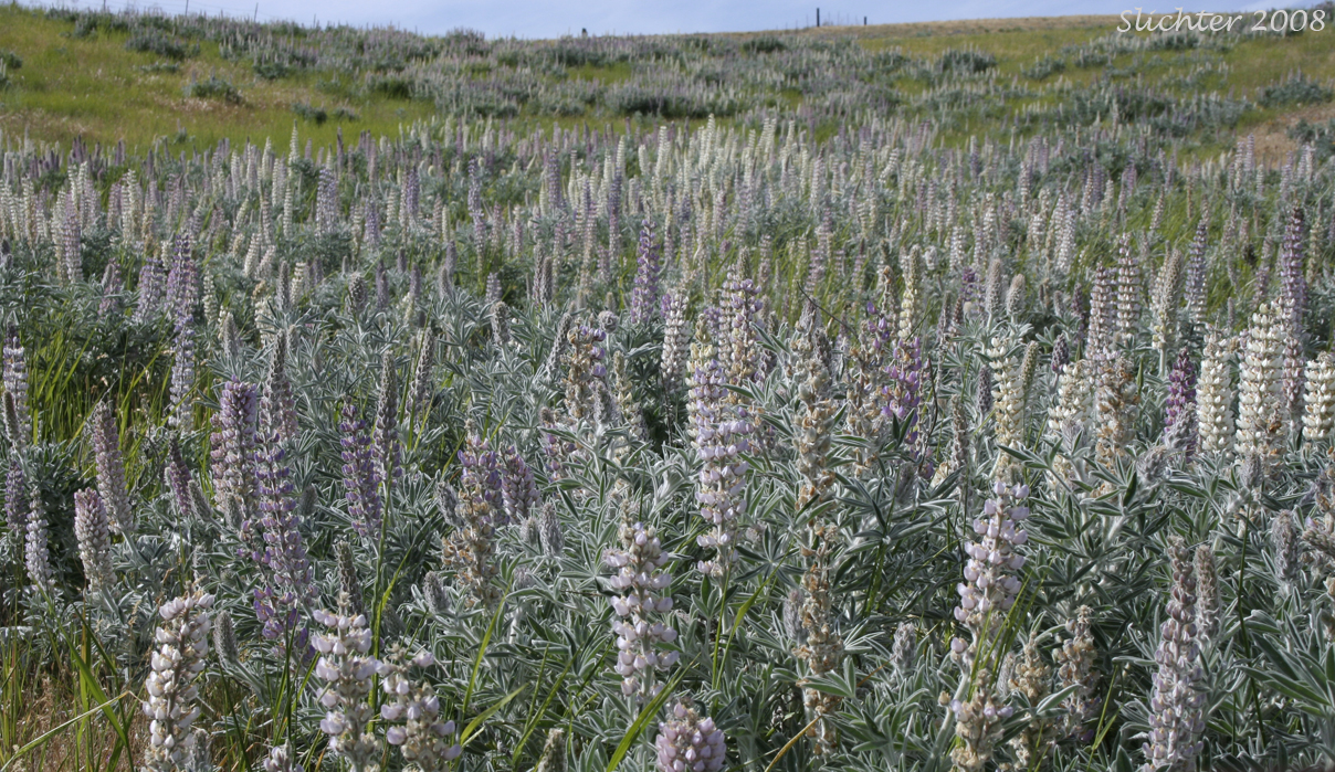 Velvet Lupine, Woolly-leaved Lupine: Lupinus leucophyllus (Synonyms: Lupinus leucophyllus var. belliae, Lupinus leucophyllus var. canescens, Lupinus leucophyllus ssp. erectus, Lupinus leucophyllus var. leucophyllus, Lupinus leucophyllus ssp. leucophyllus, Lupinus leucophyllus var. tenuispicus)